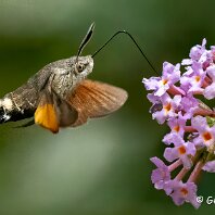 Hummingbird Hawkmoth
